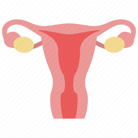 Gynecology Ovary Uterus Icon Download On Iconfinder