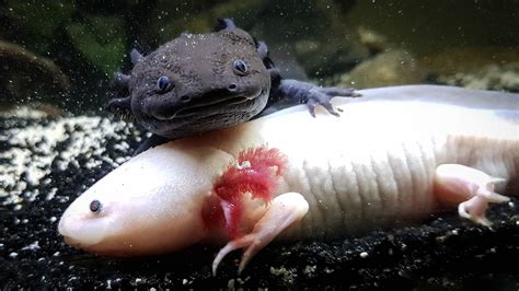 Wild Salamanders As Pets