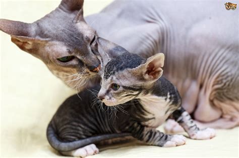 Like all kittens, hairless kittens make messes, require socialization, and take up a lot of time and you may also find that as breeders outcross to keep the breed healthy, they have coated sphynx mix kittens available for a reduced price. The Unusual Donskoy Cat | Pets4Homes
