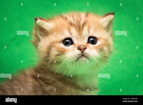 Little Orange Cute Kitten Hi Res Stock Photography And Images Alamy