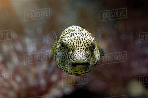 Close Up Of A Puffer Fish Swimming Underwater Stock Photo Dissolve