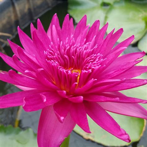 The water lily is the most beautiful of all aquatic plants and considered the queen of pond plants by many. BULLSEYE - TROPICAL WATER LILY PREMIUM $59.95 - Living Ponds
