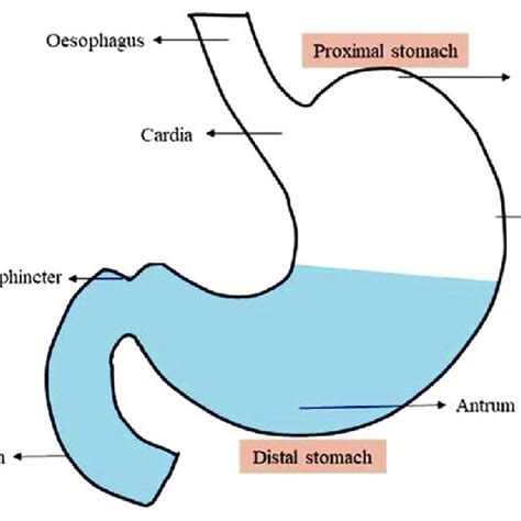 Schematic View On The Anatomy Of Stomach Download Scientific Diagram