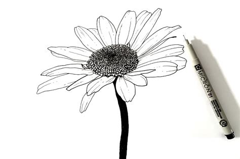 How To Draw Any Flower With Pen And Ink Ran Art Blog