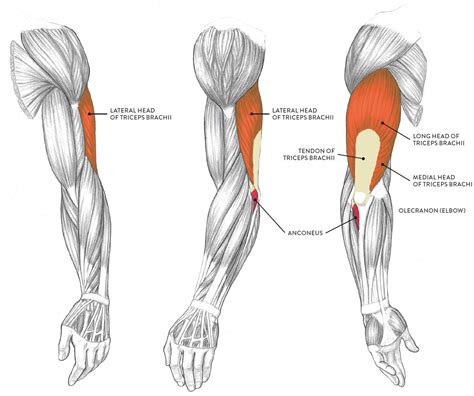 Lower Arm Muscles Names Muscles Of The Arm Labeled Lovely Anatomy