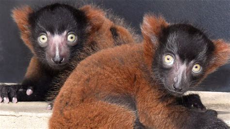 New Set Of Twin Lemurs Born At The Duke Lemur Center Abc11 Raleigh Durham