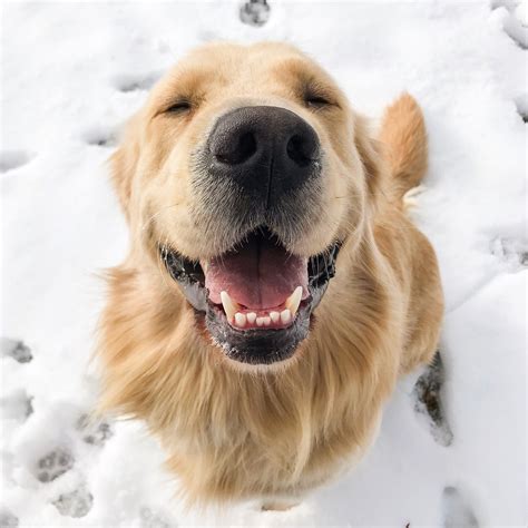 Happy golden retriever puppy | Dogs golden retriever, Golden retriever, Golden retriever photography