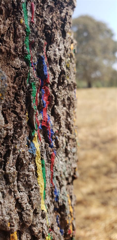 Itap Of A Painted Tree Itookapicture