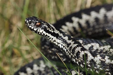 Male Common European Adder Photograph By Colin Varndell Pixels