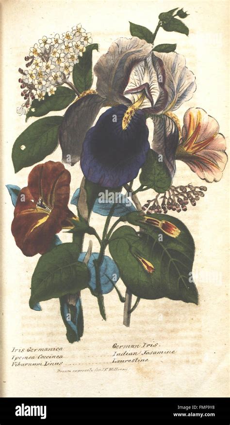 The Illustrated Botany Stock Photo Alamy