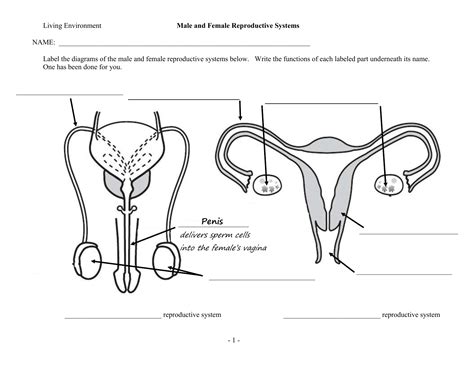 Diagram Ovary Reproductive System Diagram Labeled Mydiagramonline