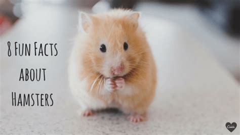 8 Riveting Facts About Hamsters Alltop Viral