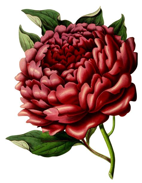 9 Peony Illustrations Peonies Images The Graphics Fairy