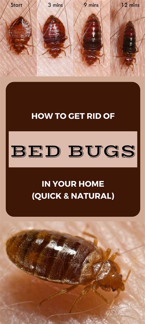 Bed Bug Bites How To Heal Them Quickly And Prevent Infection Bedbugs
