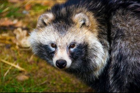 Raccoon Dogs Fluffy Cuties With Identity Issues Featured Creature