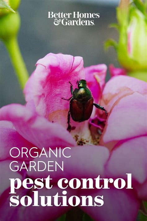8 Common Garden Pests To Look For On Your Plants And How To Get Rid Of