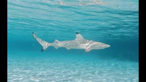 Sharks Maldives Youtube