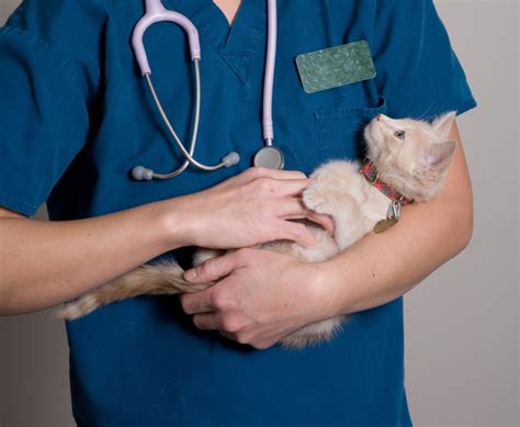 Veterinary Technicians Patient Care Superstars Animal House