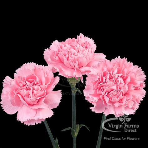 Carnation Flowers Virgin Farms High Quality Carnations Flowers