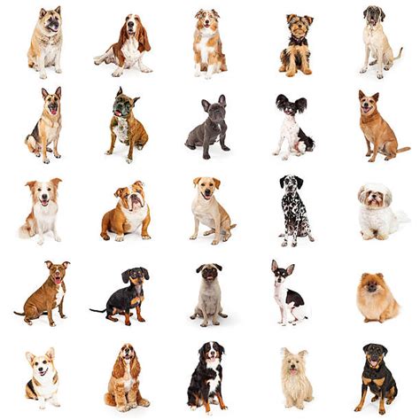 Royalty Free Dogs Pictures Images And Stock Photos Istock