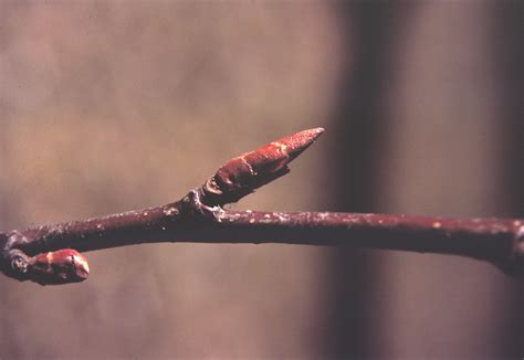 Betula Lenta Cherry Birch Go Botany
