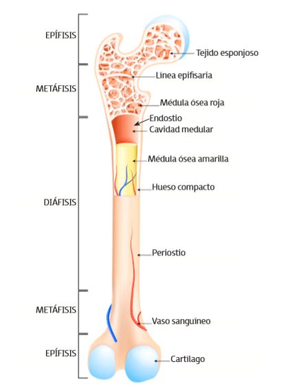 Funciones Del Sistema óseo Y Clasificación De Los Huesos