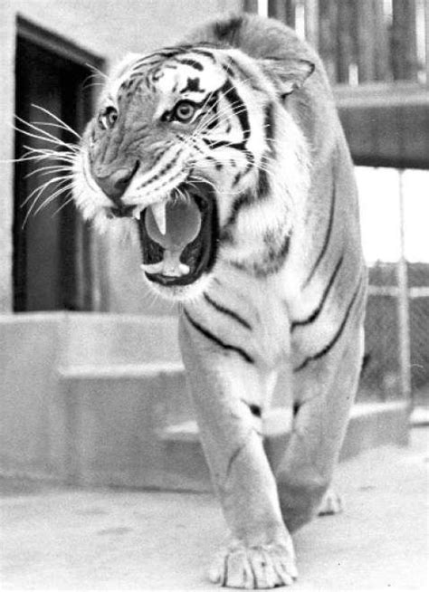 A History Of Mike The Tiger