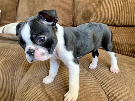 Unfortunately, due to the numerous health problems that can come from miniturizing an already unhealthy breed, we can not. 2 Boston terrier puppies for adoption in San Diego, California - Puppies for Sale Near Me