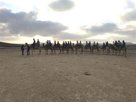 In israel bedouin still joke about the value of a woman in the price of camels. now two jewish israelis have joined the tribe, and are looking to save the last of these mohicans. Photos 10 Facts You Didn't Know About Camels - Breaking ...