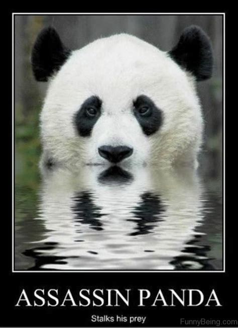 cute panda memes