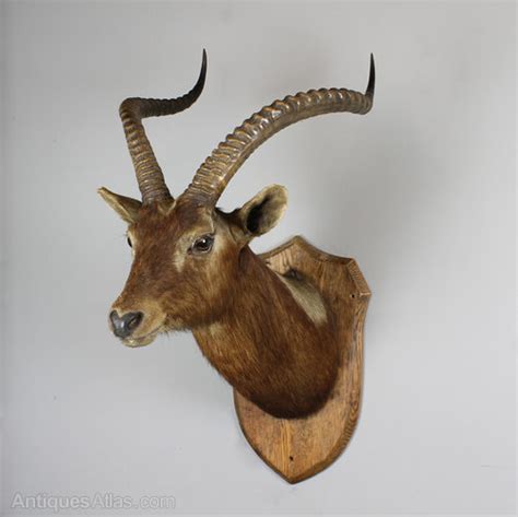 Antiques Atlas Edwardian Mounted Antelope Head
