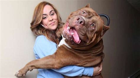riesiger hund pitbull aus den usa wiegt fast 80 kilogramm welt