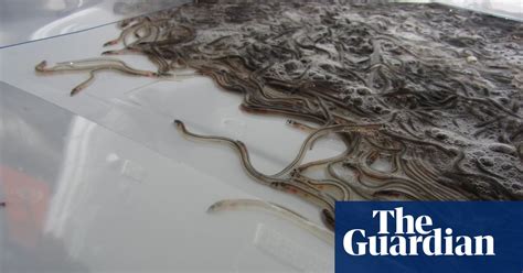 Man Found Guilty Of Smuggling £50m Worth Of Live Eels Out Of Uk Uk