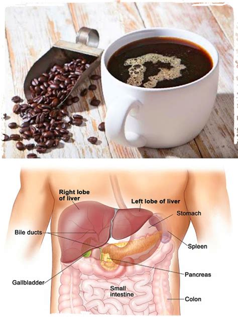 Drink Coffee To Reverse Liver Damage Caused By Alcohol Natural Remedies