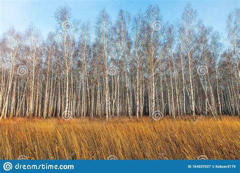 Birch Forest In A Yellow Field At Sunset Autumn Birch Grove Stock