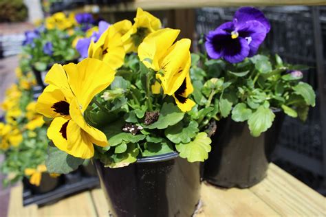 Colorful Pansies Now Available At Your Local Adams Pansies Green Thumb