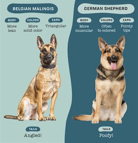 Can You Spot The Differences Between The Belgian Malinois Vs German