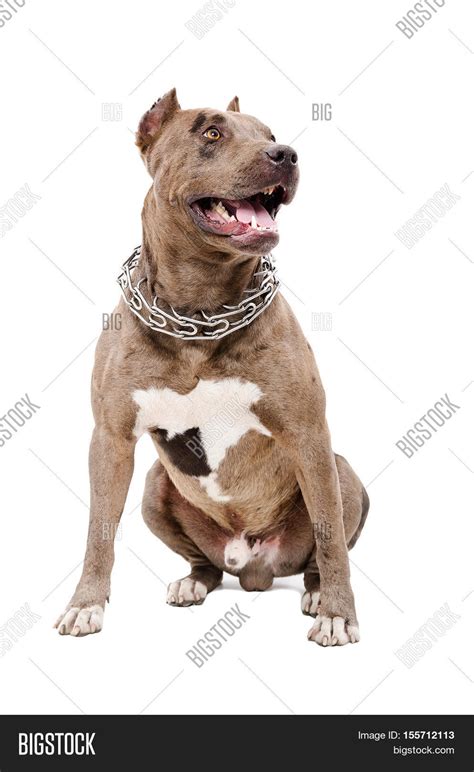 Portrait Of A Pit Bull Sitting Isolated On White Background Stock Photo