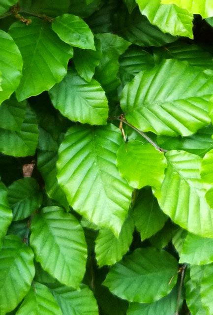 Green Beech Hedge Fagus Sylvatica Hedging Plants Direct