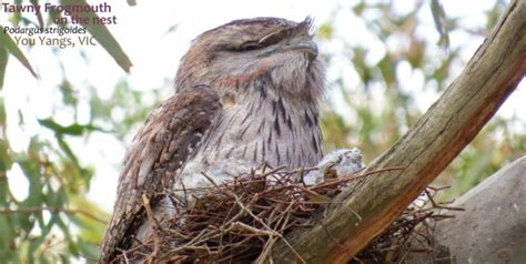 Koala 2.5 user manual rev 1.1. 5 Amazing Facts: Tawny Frogmouth Behaviour | Echidna ...