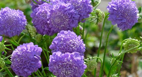 Scabiosa Seeds Flower Seeds From Kings Kings Seeds