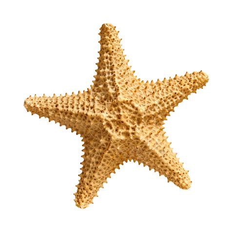 Starfish Png Transparent Image Download Size 500x500px