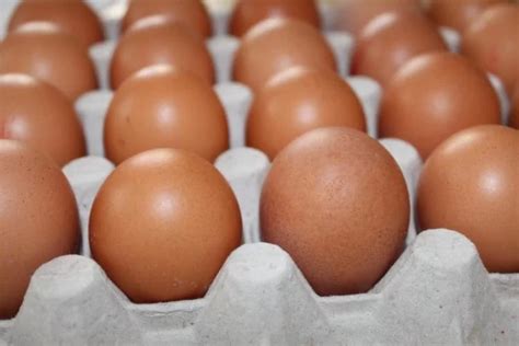 Vliv skladování násadových vajec na vývoj ChovZvířat cz