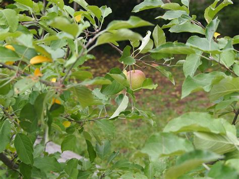 How To Grow Apple Trees In Your Back Or Front Yard Sustainable Suburbia