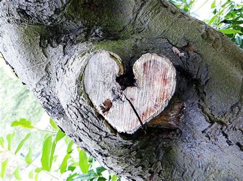 25 Awesome Hearts Found In Nature Heart In Nature Heart Tree Heart Art