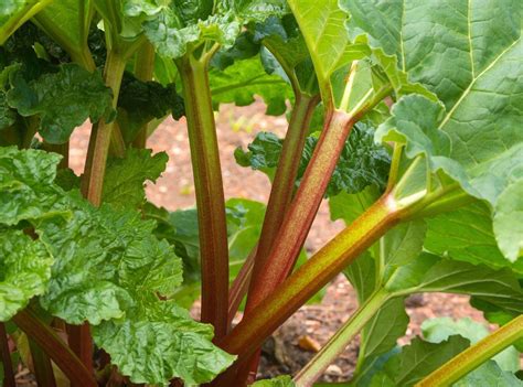 Er ist eine unkomplizierte pflanze die am richtigen standort einfach in ruhe wachsen will. Rhabarber - Anbau und Pflege - Gartenratgeber.net