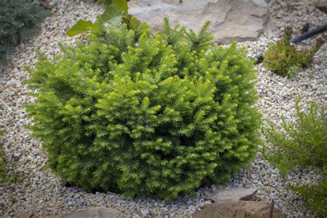 Use Dwarf Evergreens To Give Your Garden Structure