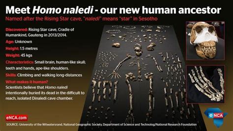 Homo Naledi New Species Of Human Ancestor Discovered In South Africa
