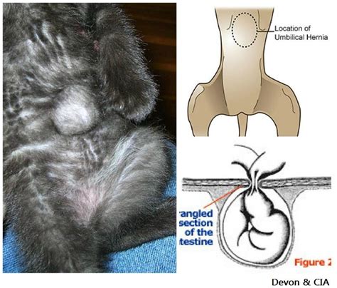 Hernia Umbilical Gatos