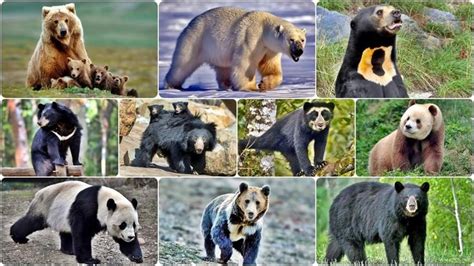 Https Youtu Be BEVOsCmGDZM All Extant Bear Species Bear Species